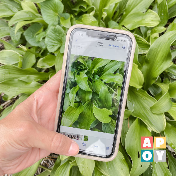 Unlocking the Green World: The Ultimate Plant Identifying Phone Hack for Moms